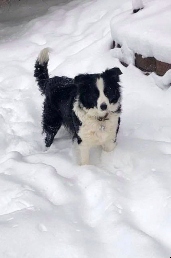 Chloe in February snow