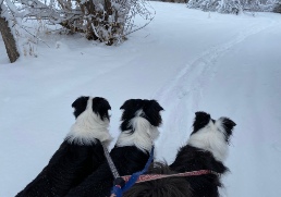 Maisie, Jax & Aspen love snowy hikes