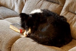 Orion curled up with a good book