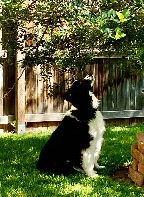Toby watching a squirrel (June 2020)