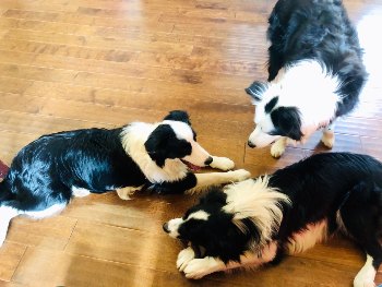 Maisie, Jax and Aspen (Nov. 2019)