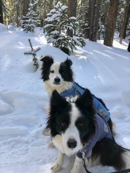 Buzz and Cubie are mountain dogs!