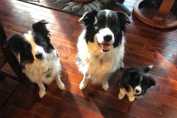 All three sitting! Chloe, Nash & Tanzi (10 weeks)