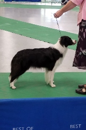 Hailey in the show ring